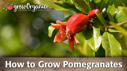 Ripe pomegranates featured in the how-to-grow video guide