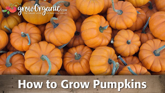 Pile of orange pumpkins