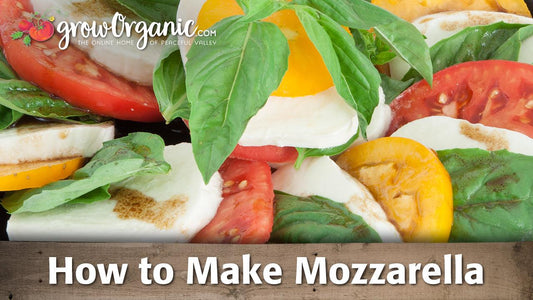 Mozzarella-making guide graphic over caprese salad