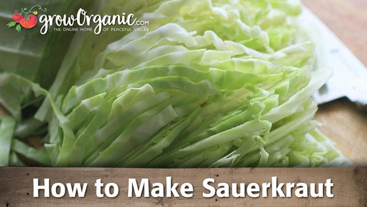 Shredded cabbage prepared for sauerkraut