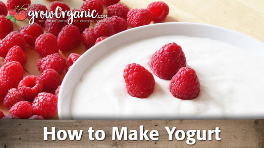 Bowl of yogurt with fresh raspberries