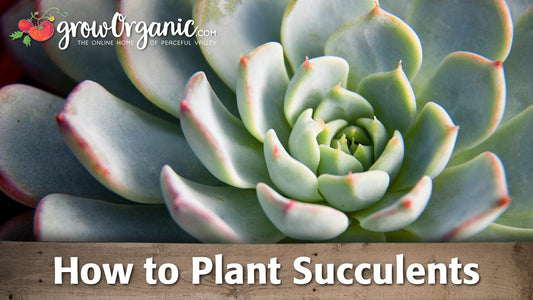 Succulent planting guide graphic over a rosette plant
