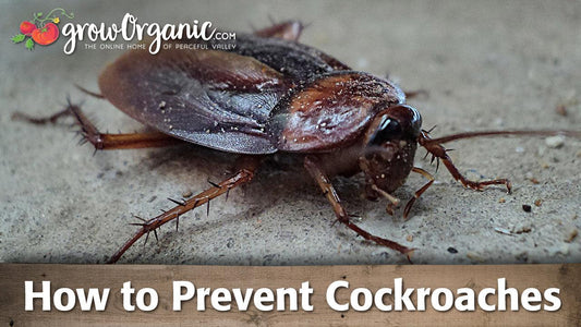 Close-up of a cockroach on a concrete surface