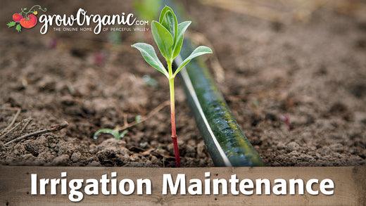 Young seedling beside a drip irrigation line in garden soil