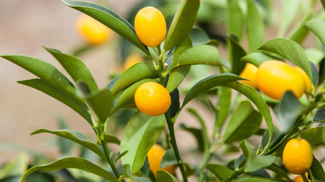 Ripe orange kumquats on a leafy branch