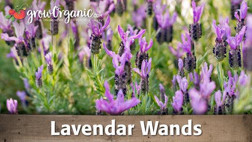 Purple lavender flowers prepared for wands
