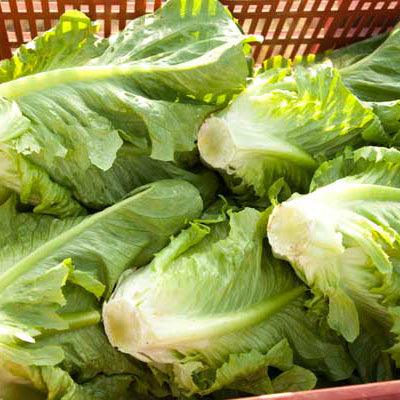 Harvested heads of green lettuce in a basket