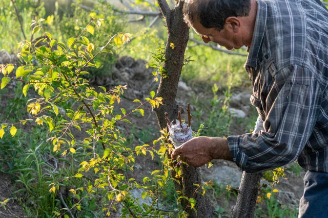 Creating a Fruit Salad Tree for Small Spaces