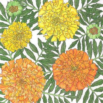 Botanical illustration of yellow and orange marigolds