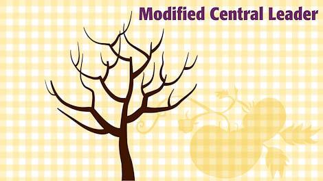 Modified central-leader fruit-tree pruning diagram