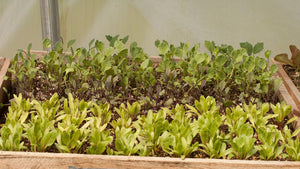 No Garden? No Problem! Grow Microgreens