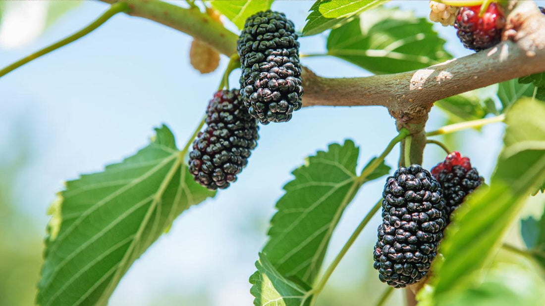 Mature mulberry tree with a broad green canopy