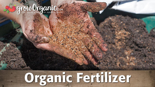 Hands holding granular organic fertilizer over soil