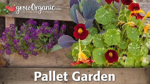 Flowers and vegetables growing in a wooden pallet garden