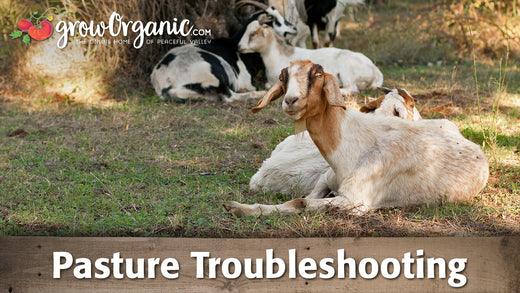 Goats resting and grazing in a pasture