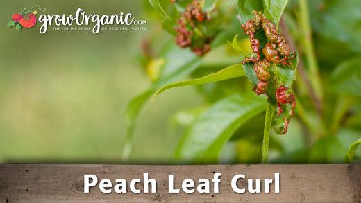 Peach leaf curl guide graphic over damaged leaves