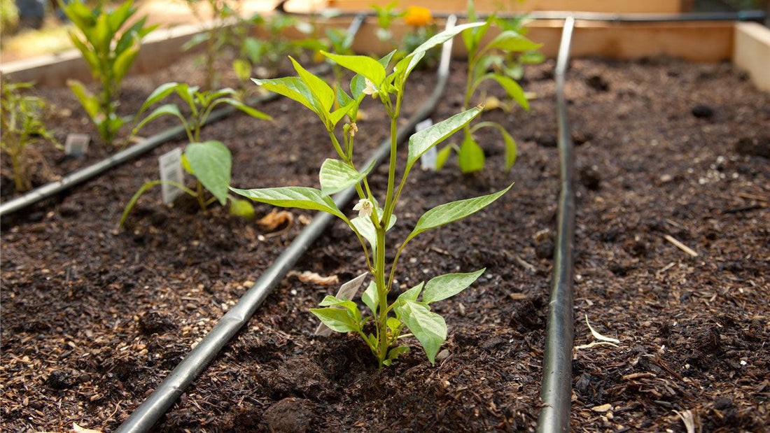 Pepper seedlings growing beside drip irrigation lines