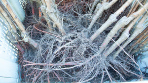Bare Root Tree Planting-Day Checklist