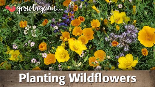 Wildflower planting guide graphic over colorful blooms