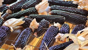 The Complete Guide to Growing Corn for Popcorn: Tips for Growing Popcorn and How to Pop Homegrown Popcorn