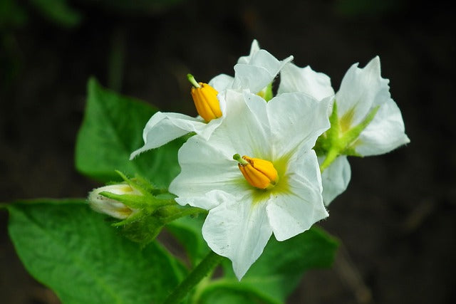 potato white flower
