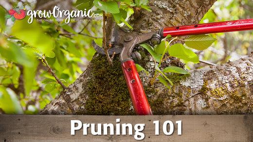 Red-handled shears pruning a woody branch