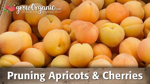 Pile of ripe orange apricots