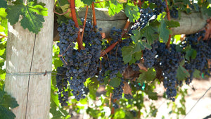 When to Plant Grapes: A Complete Guide to Planting Grapes in Clay Soil and Beyond