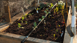 Raised garden bed with black drip tubing around young plants