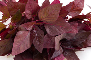 How to Grow Red Amaranth: From Seeds to Harvest