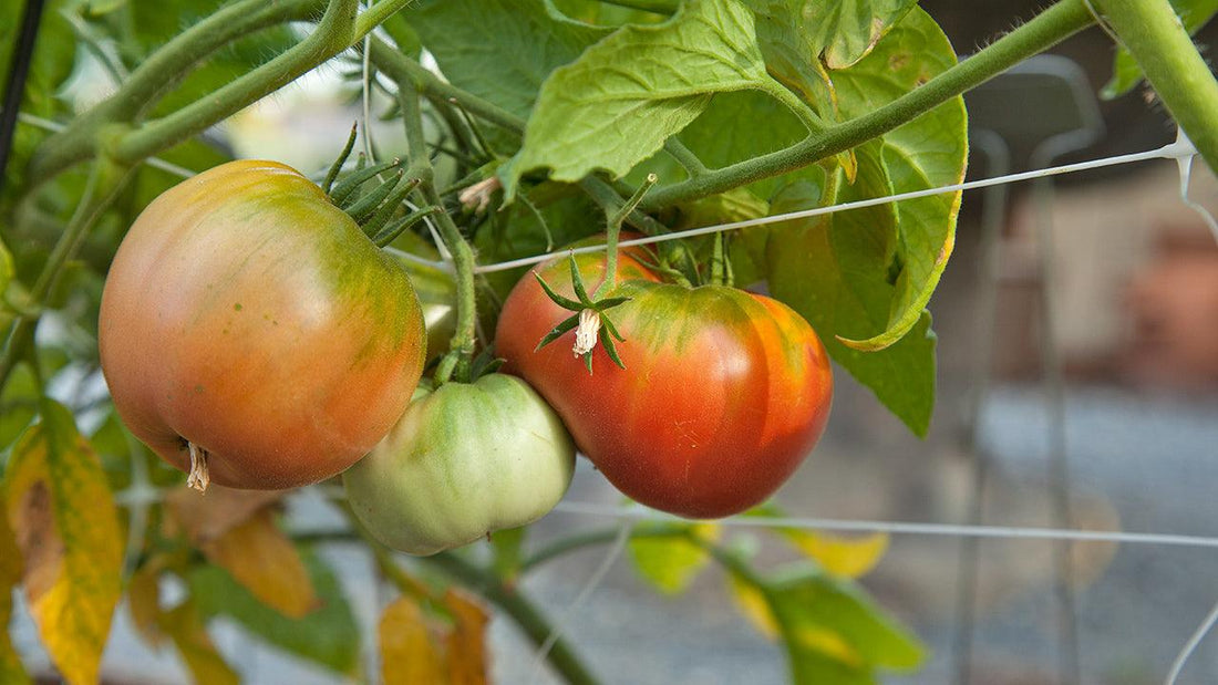Tomatoes at different ripening stages on the vine