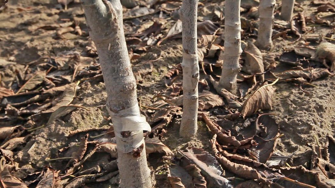 Fruit tree rootstocks for grafting and propagation