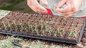 Plant Propagation by Cuttings: A Step-by-Step Guide