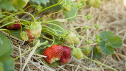 Strawberry plants growing in a raised bed