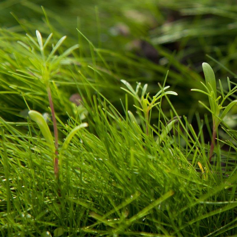 Cover crop seedlings protecting garden soil