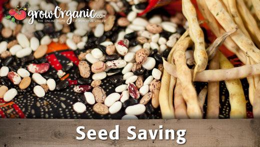 Dried bean pods and assorted saved seeds