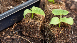 Young seedlings growing in soil blocks