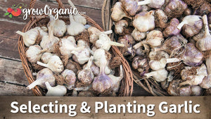 Selecting and Planting Seed Garlic: Video Guide