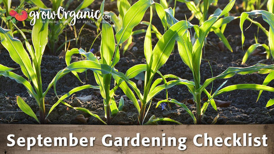September garden checklist graphic over young corn