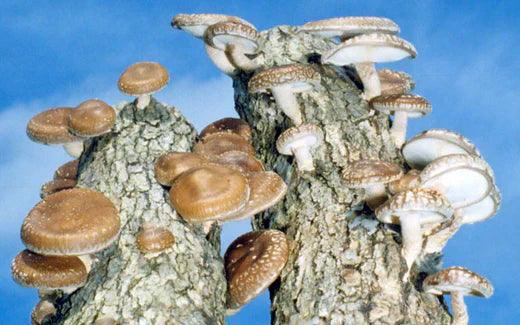 Assorted mushrooms growing from a log