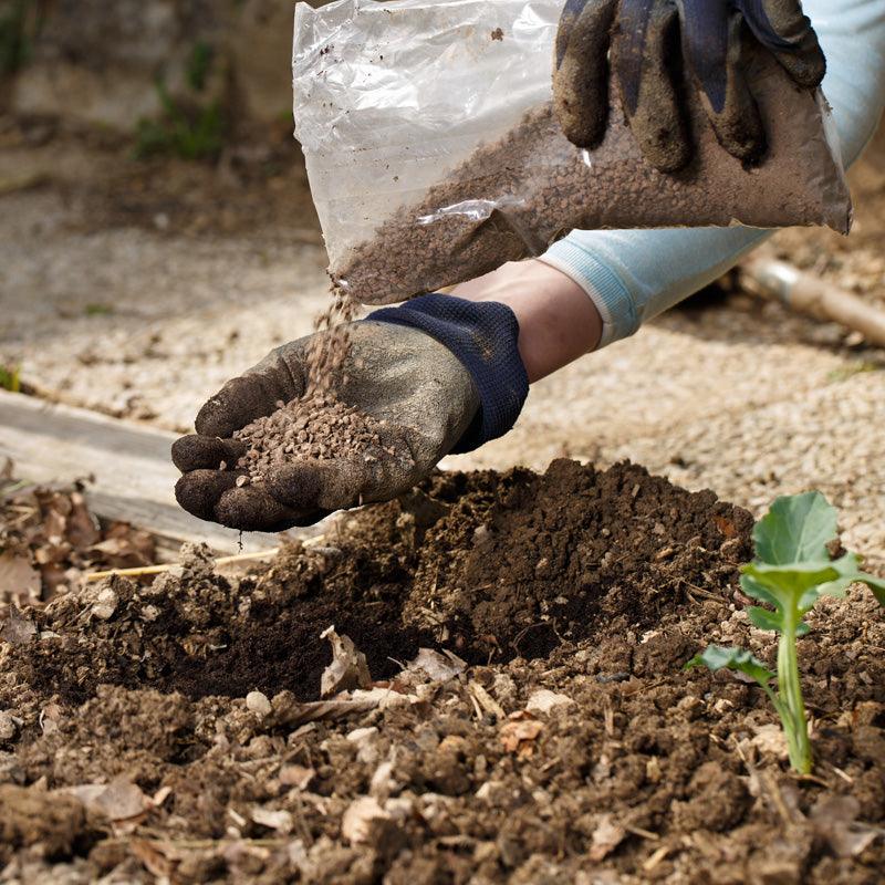 Gloved hands applying soil amendment around a young plant