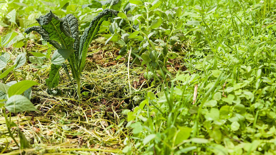 Dense summer cover crop growing across a garden bed