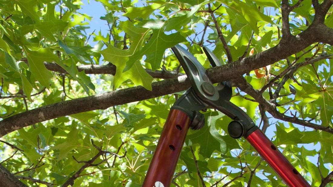 Pruning shears cutting a branch in a fruit tree