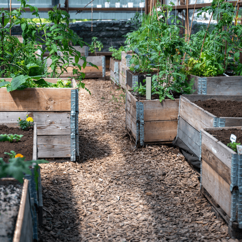 Wooden raised beds along a garden path in summer