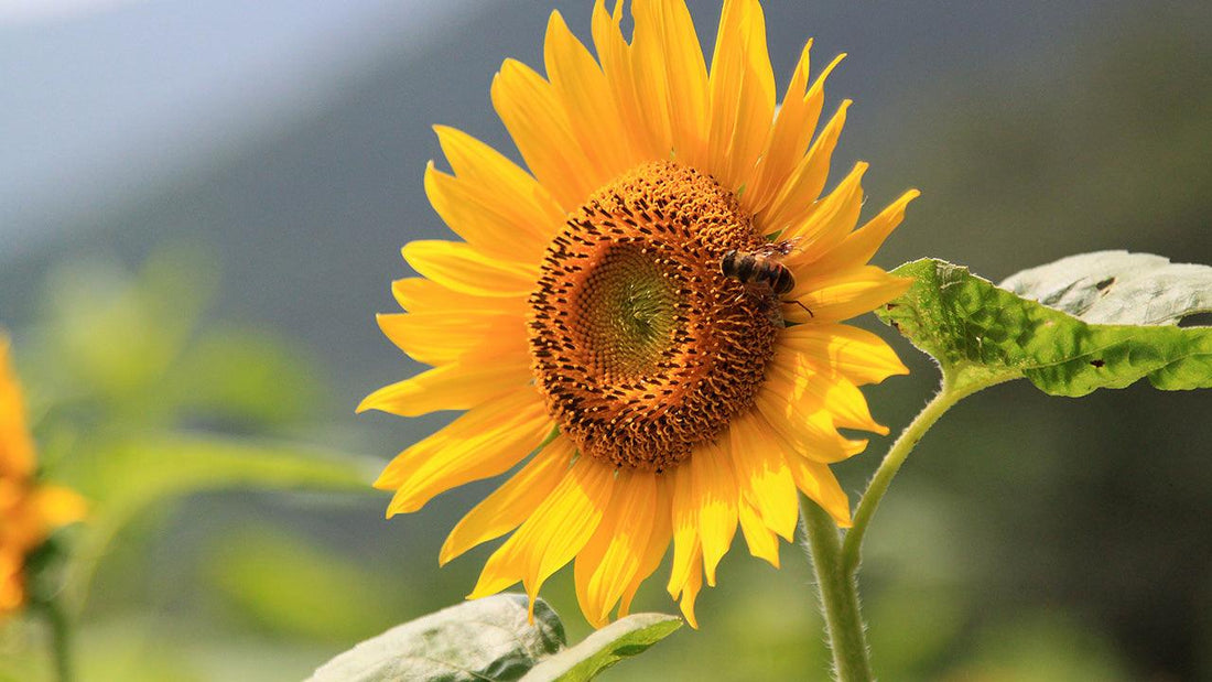 Bee visiting a bright yellow sunflower