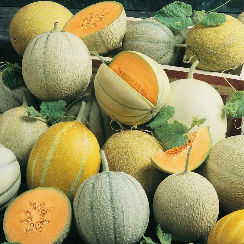 Perfecting Melon Planting Techniques