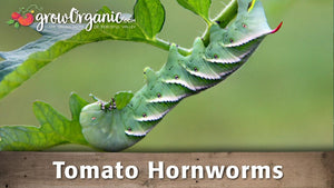 Tomato Hornworm Control: Identification and Treatment
