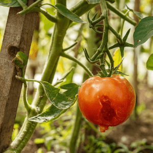 More Pesky Tomato Pests