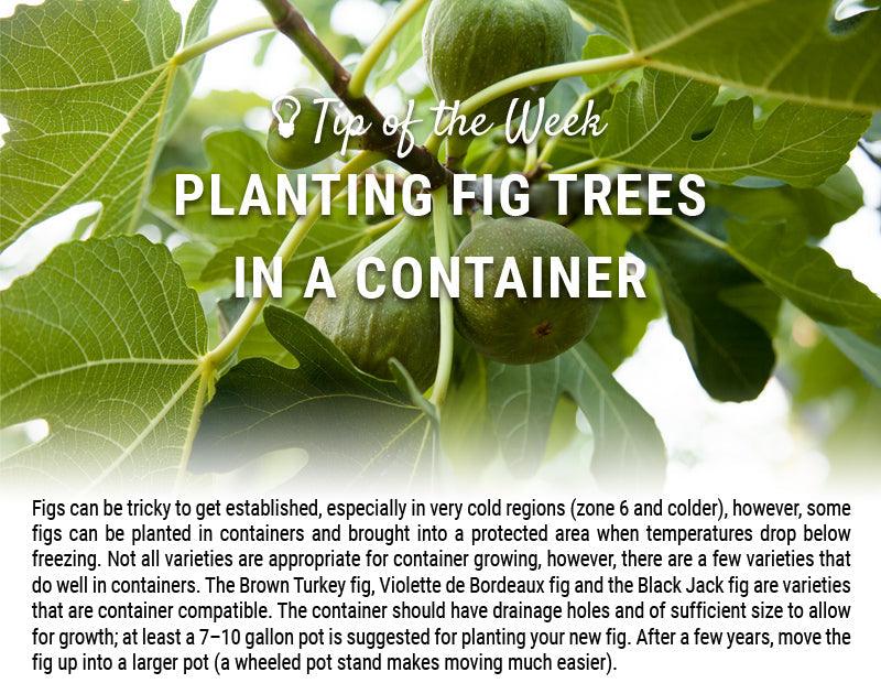 Container fig planting guide graphic over fig leaves