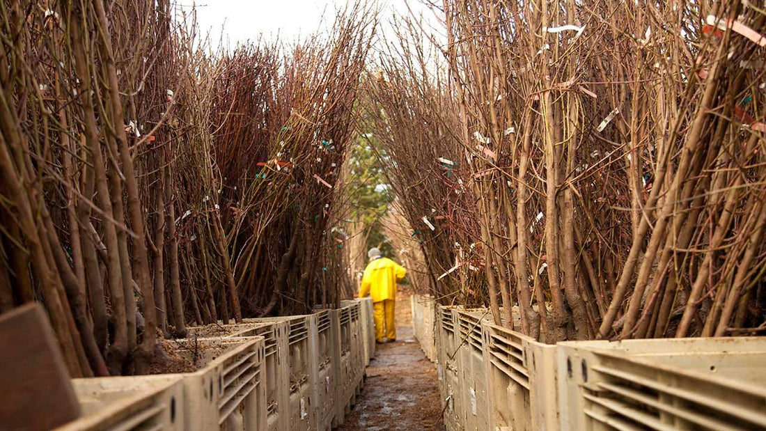 Rows of dormant bare-root fruit trees awaiting planting